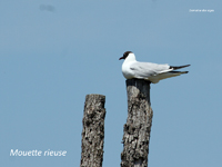 Mouette rieuse_0892.jpg